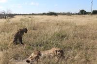 Geparden auf der Eldorado Farm