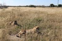 Geparden auf der Eldorado Farm