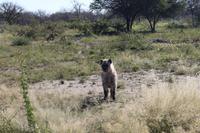 Tüpfelhyäne auf der Eldorado Farm