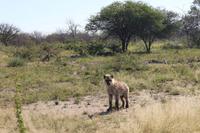 Tüpfelhyäne auf der Eldorado Farm