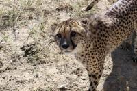 Gepard auf der Eldorado Farm