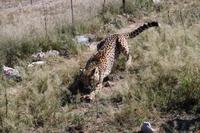 Gepard auf der Eldorado Farm