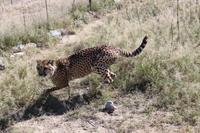 Gepard auf der Eldorado Farm