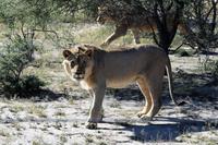 Löwen auf der Eldorado Farm