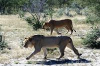 Löwen auf der Eldorado Farm