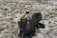 Löwe auf der Eldorado Farm
