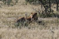 Löwe auf der Eldorado Farm