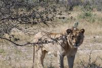 Löwe auf der Eldorado Farm