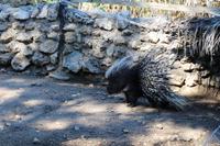 Stachelschwein auf der Eldorado Farm