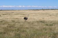 Strauß im Etosha Nationalpark