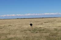 Strauß im Etosha Nationalpark