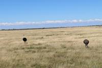 Strauße im Etosha Nationalpark