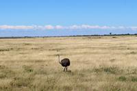 Strauß im Etosha Nationalpark