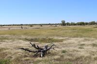 Etosha Nationalpark