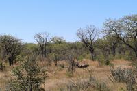 Impala im Etosha Nationalpark