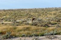 Tüpfelhyäne im Etosha Nationalpark