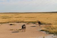 Gnus im Etosha Nationalpark