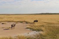 Gnus im Etosha Nationalpark