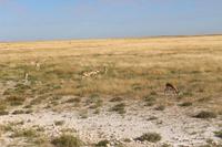 Springböcke im Etosha Nationalpark