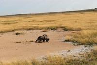Gnu im Etosha Nationalpark
