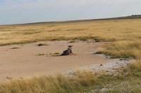 Gnu im Etosha Nationalpark