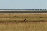 Löwe im Etosha Nationalpark