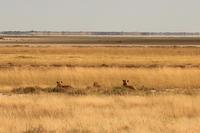 Löwen im Etosha Nationalpark