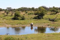 Nashorn im Etosha Nationalpark
