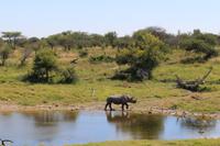 Nashorn im Etosha Nationalpark