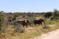 Elefanten im Etosha Nationalpark