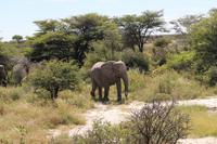 Elefanten im Etosha Nationalpark
