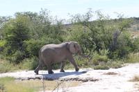 Elefanten im Etosha Nationalpark