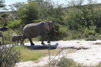 Elefanten im Etosha Nationalpark