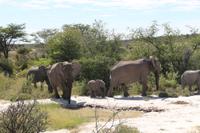 Elefanten im Etosha Nationalpark