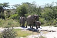 Elefanten im Etosha Nationalpark