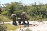 Elefanten im Etosha Nationalpark