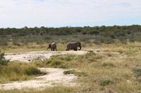Elefanten im Etosha Nationalpark