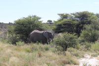 Elefanten im Etosha Nationalpark