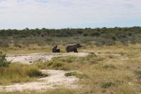 Elefanten im Etosha Nationalpark