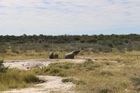 Elefanten im Etosha Nationalpark