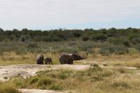 Elefanten im Etosha Nationalpark