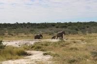Elefanten im Etosha Nationalpark