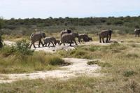 Elefanten im Etosha Nationalpark