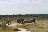 Elefanten im Etosha Nationalpark
