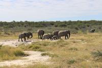 Elefanten im Etosha Nationalpark
