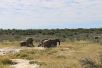 Elefanten im Etosha Nationalpark