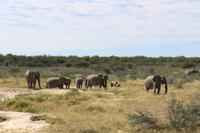Elefanten im Etosha Nationalpark