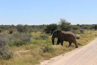 Elefantenbulle im Etosha Nationalpark