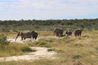 Elefanten im Etosha Nationalpark