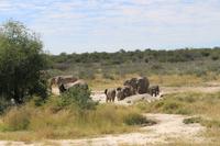 Elefanten im Etosha Nationalpark